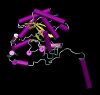 Betaine-homocysteine S-methyltransferase