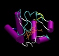 CytochromeC.JPG